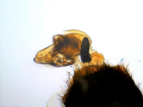 Réf. 249 802 : Aleocharinae inconnu